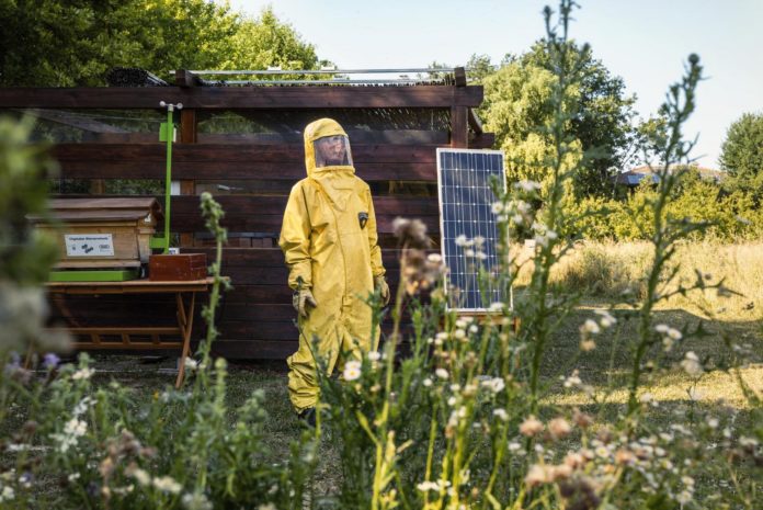 Lamborghini Bee Farm